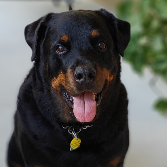 Rottweiler Other - Not for sale